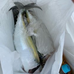 本部釣りイカダ 釣果