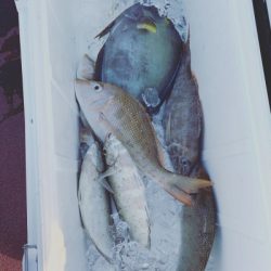 本部釣りイカダ 釣果