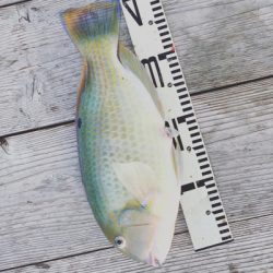 本部釣りイカダ 釣果