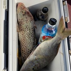 本部釣りイカダ 釣果