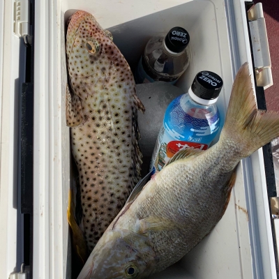 本部釣りイカダ 釣果