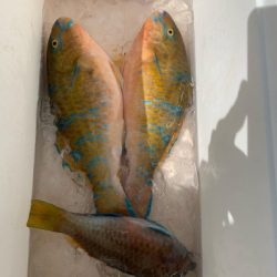 本部釣りイカダ 釣果