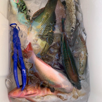 本部釣りイカダ 釣果