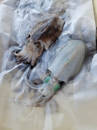 和歌山マリーナシティ釣り公園 釣果