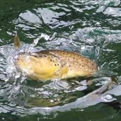 小菅トラウトガーデン 釣果