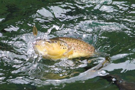 小菅トラウトガーデン 釣果