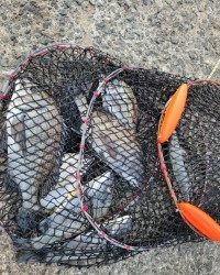 和歌山マリーナシティ釣り公園 釣果