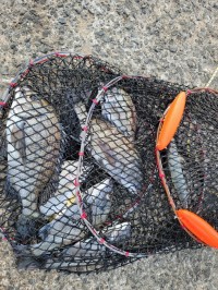 和歌山マリーナシティ釣り公園 釣果