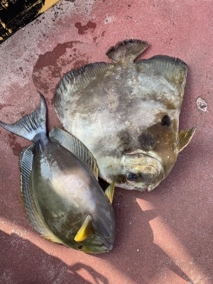 本部釣りイカダ 釣果