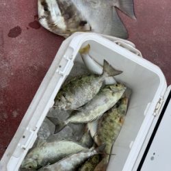本部釣りイカダ 釣果