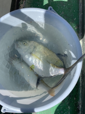 本部釣りイカダ 釣果