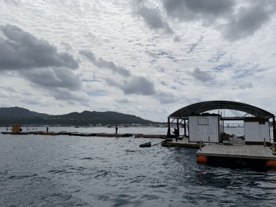 本部釣りイカダ 釣果
