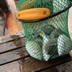 本部釣りイカダ 釣果