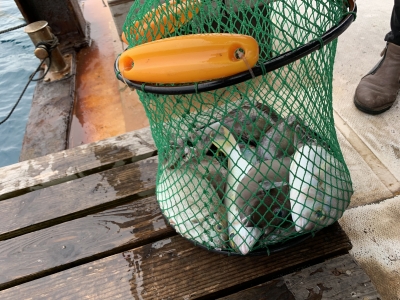 本部釣りイカダ 釣果
