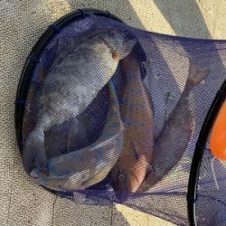 本部釣りイカダ 釣果