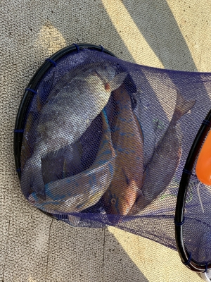 本部釣りイカダ 釣果