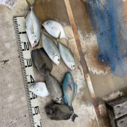 本部釣りイカダ 釣果