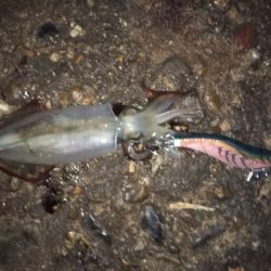 イカの三種盛り