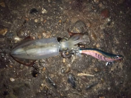 イカの三種盛り