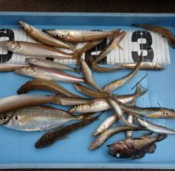 宮川丸 釣果