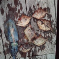 こかわ渡船　雅丸 釣果