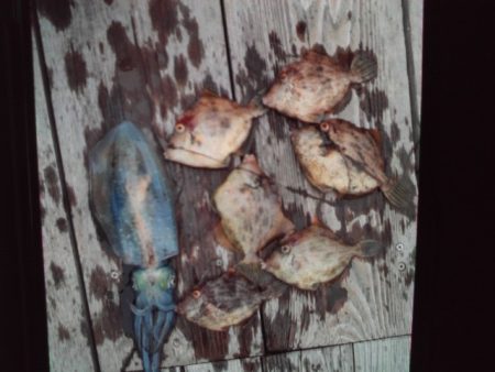 こかわ渡船　雅丸 釣果