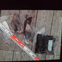 こかわ渡船　雅丸 釣果