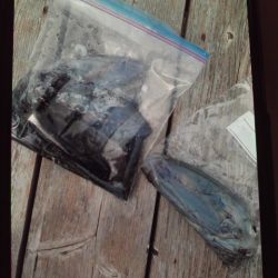 こかわ渡船　雅丸 釣果