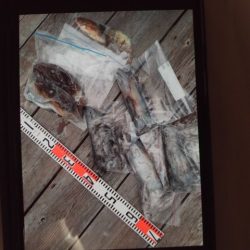 こかわ渡船　雅丸 釣果