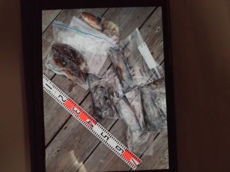 こかわ渡船　雅丸 釣果