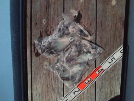 こかわ渡船　雅丸 釣果