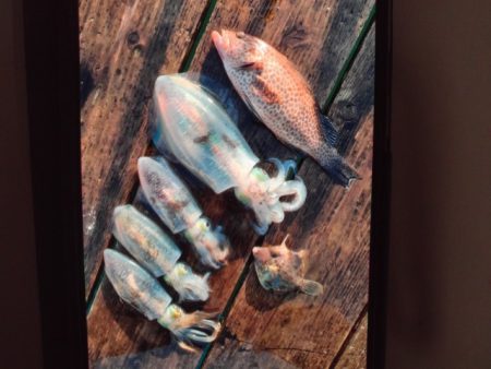 こかわ渡船　雅丸 釣果