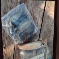 こかわ渡船　雅丸 釣果