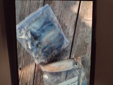 こかわ渡船　雅丸 釣果