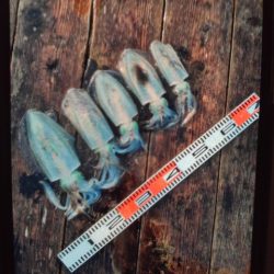 こかわ渡船　雅丸 釣果