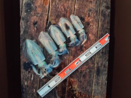 こかわ渡船　雅丸 釣果