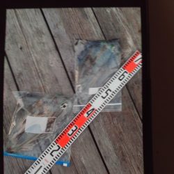 こかわ渡船　雅丸 釣果