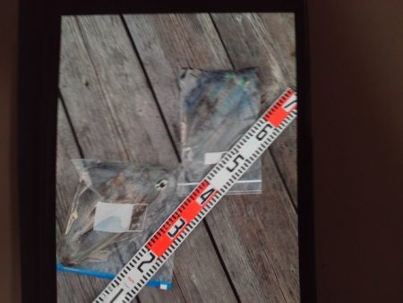 こかわ渡船　雅丸 釣果