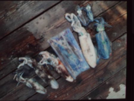 こかわ渡船　雅丸 釣果