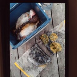 こかわ渡船　雅丸 釣果