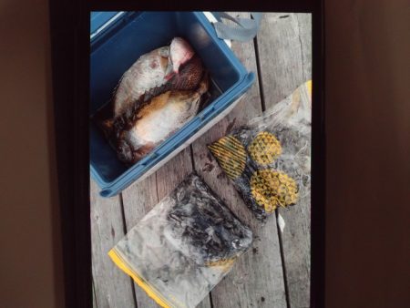 こかわ渡船　雅丸 釣果