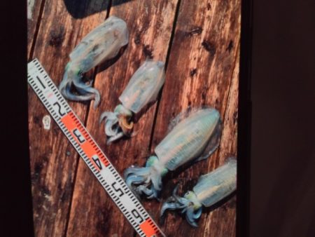 こかわ渡船　雅丸 釣果