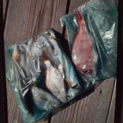 こかわ渡船　雅丸 釣果