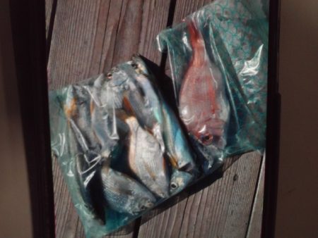 こかわ渡船　雅丸 釣果