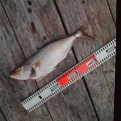 こかわ渡船　雅丸 釣果