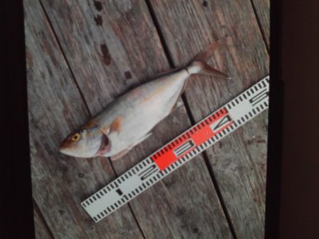 こかわ渡船　雅丸 釣果