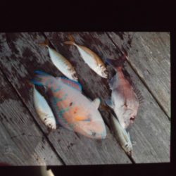 こかわ渡船　雅丸 釣果