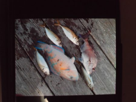 こかわ渡船　雅丸 釣果