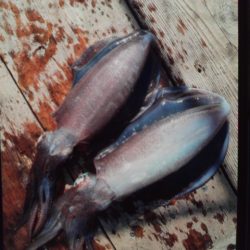 こかわ渡船 雅丸 釣果