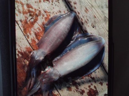 こかわ渡船 雅丸 釣果